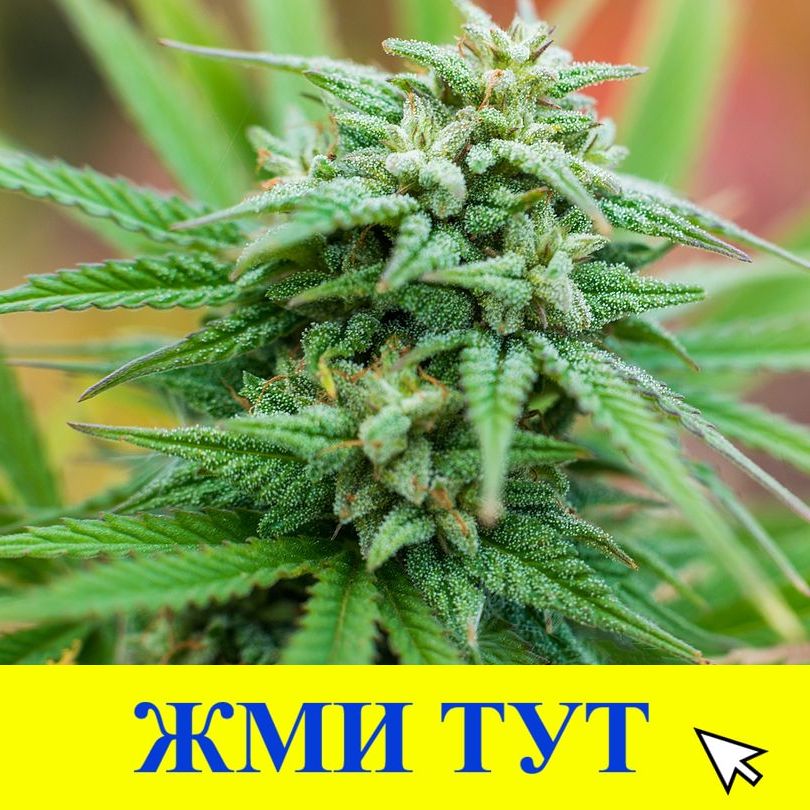 Купить наркотики в Тавде